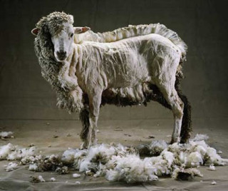 mouton-tondu.jpg